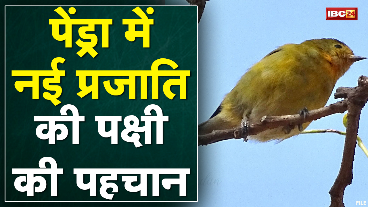 Pendra : नई प्रजाति की पक्षी की पहचान | IAS अधिकारी ने की कैमरे में कैद | देखिए