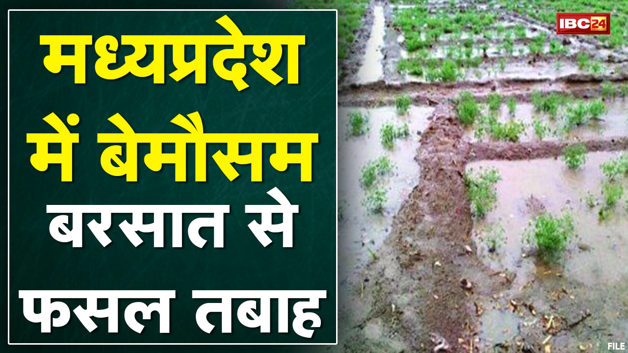 पिछले दो दिन से प्रदेश के कई हिस्सों में हो रही बरिश, कई जगहों पर गिरे ओले, किसानों के माथे पर चिंता की लकीरें