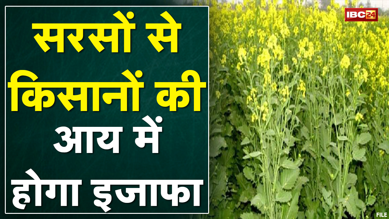 Chhindwara : कृषि विभाग की पहल का दिखा असर | जिले में 3 गुना बढ़ा सरसों का रकबा