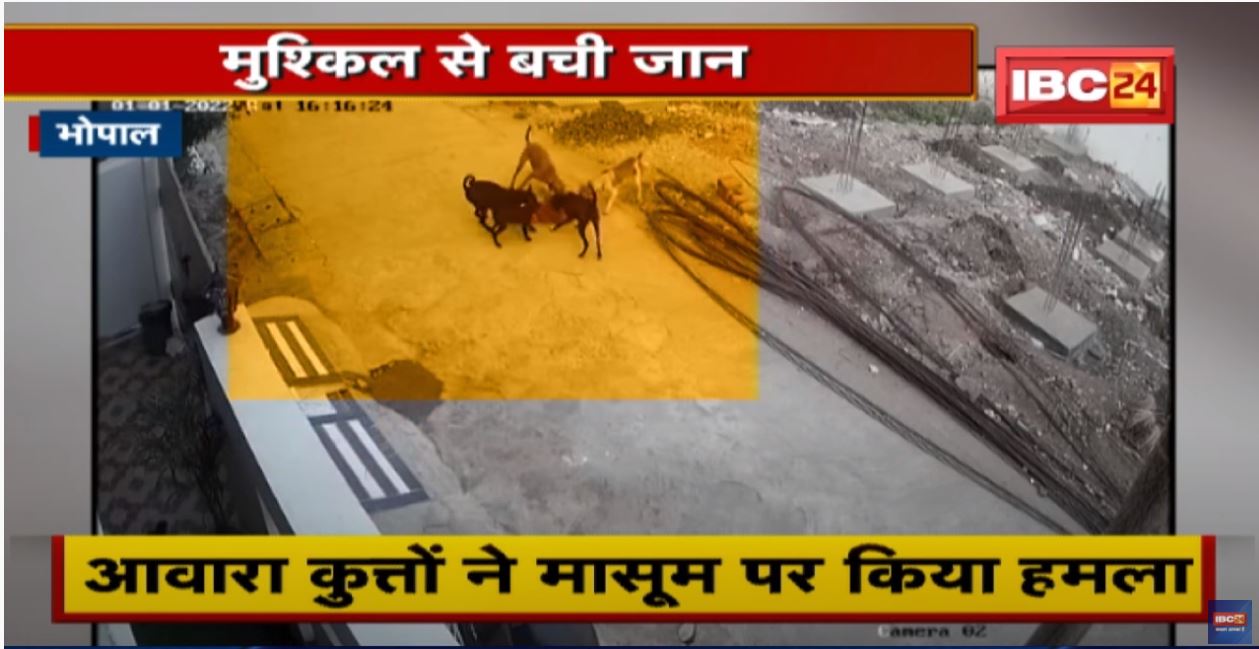 Bhopal: आवारा कुत्तों को पकड़ने पहुंची नगर निगम की टीम | बच्ची पर हमला करने की घटना के बाद जागा निगम