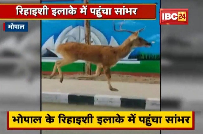 Bhopal के रिहाइशी इलाके में पहुंचा सांभर (Sambar Deer) |सांभर के उछल-कूद करने का Video Viral | देखिए