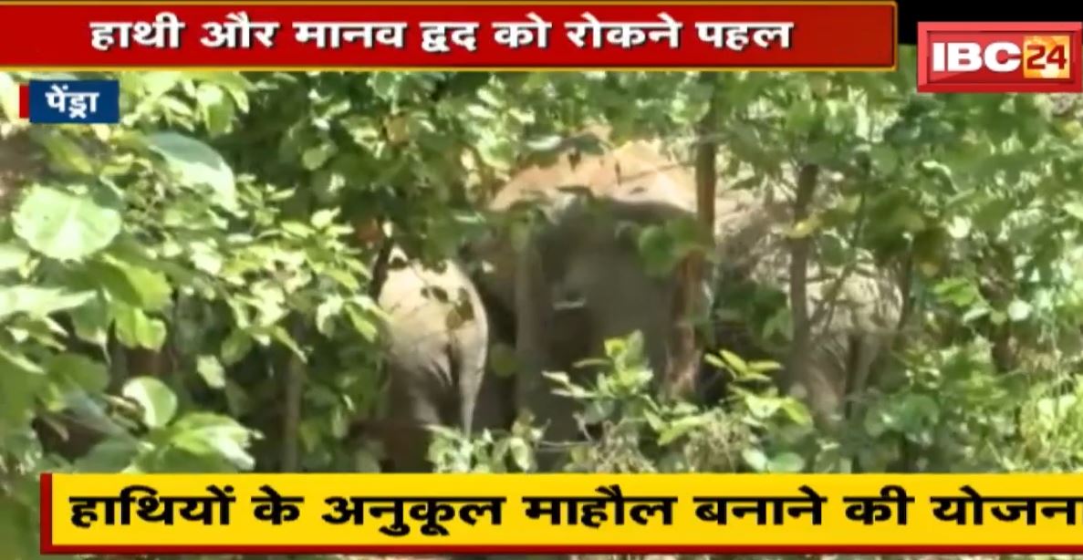 Elephant Corridor Pendra : मरवाही वनमंडल में हाथियों का मूवमेंट | एलीफेंट कॉरिडोर के लिए प्रस्ताव