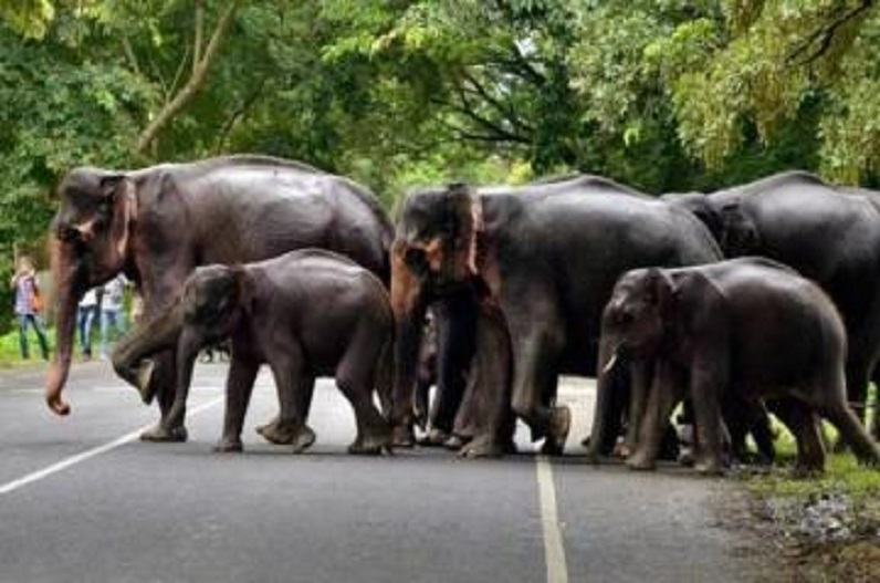 Team of 35 elephants damaging the crops of farmers