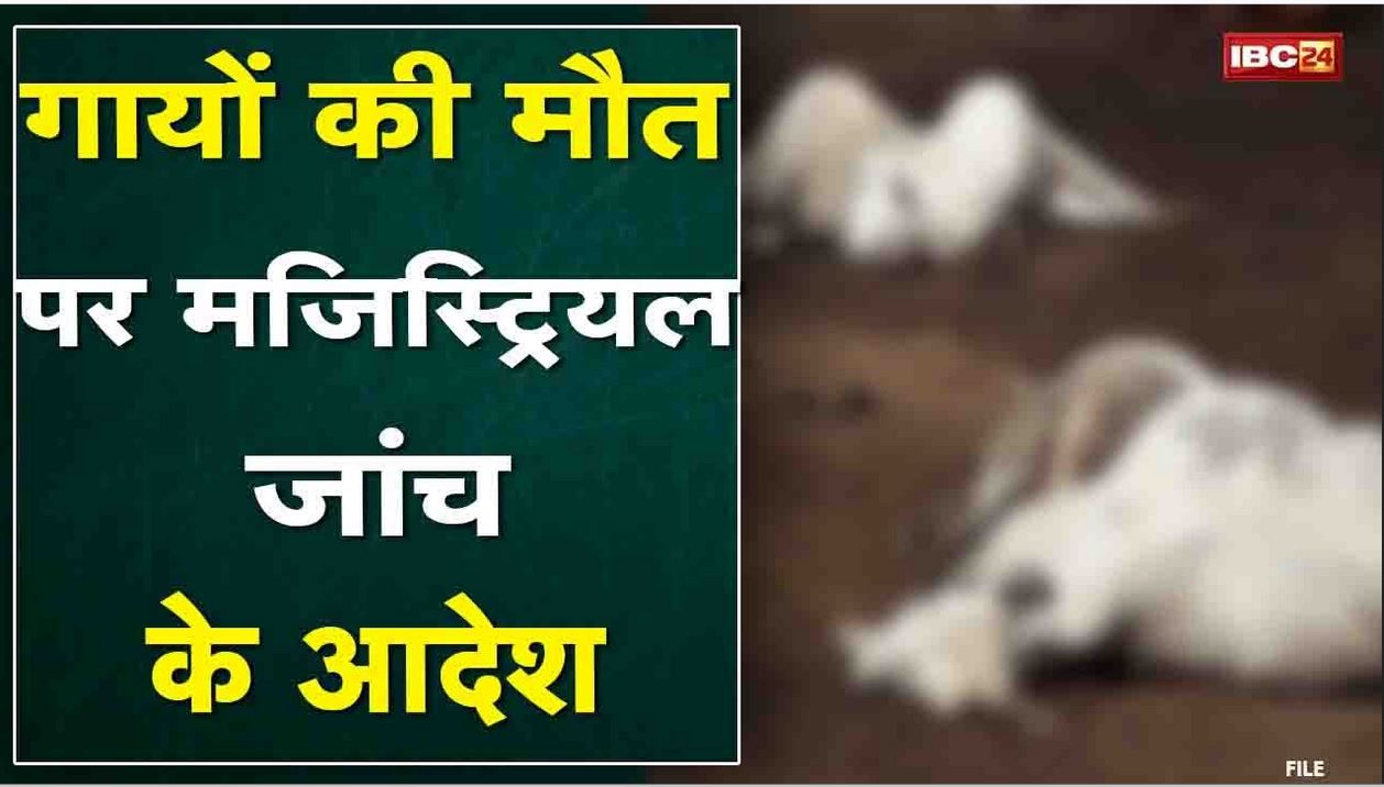 गायों की मौत पर मजिस्ट्रियल जांच | Madhya Pradesh Home Minister Narottam Mishra ने क्या कहा | सुनिए