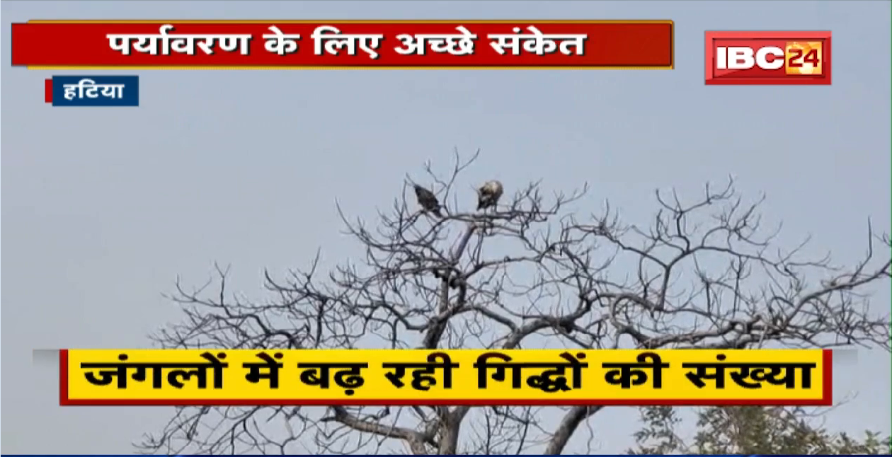 Panna Tiger Reserve में करीब 722 गिद्ध | गिद्धाें की बढ़ती संख्या हैं अच्छे संकेत