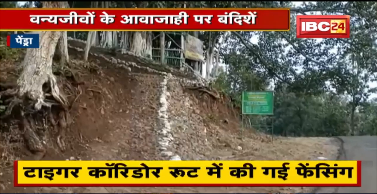 Pendra : फेसिंग से वन्यजीवों की आवाजाही पर रोक | Tiger Corridor के फेसिंग पर सवाल