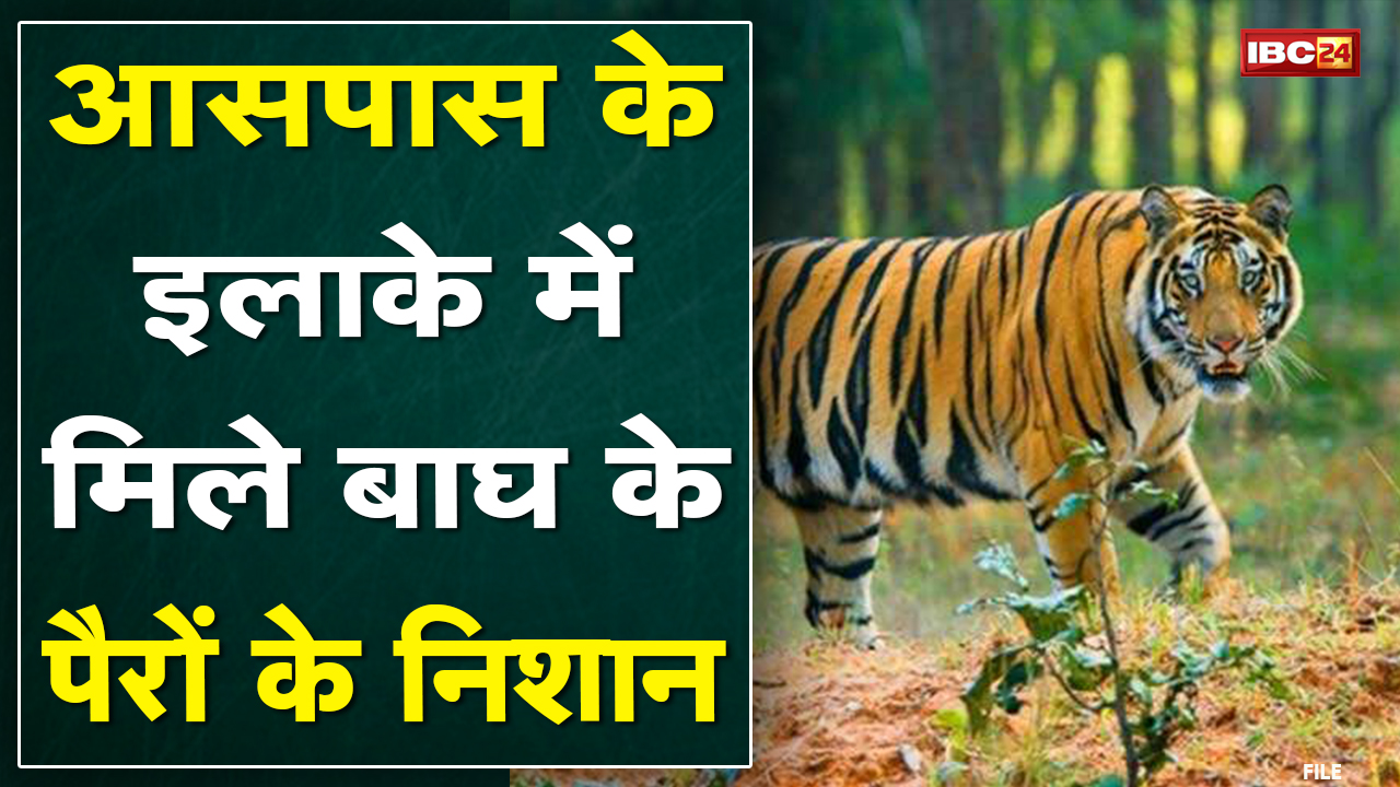 Kawardha : बाघ से दहशत, सुनाई दे रही दहाड़ | शहर के इस इलाके में मिले बाघ के पैरों के निशान