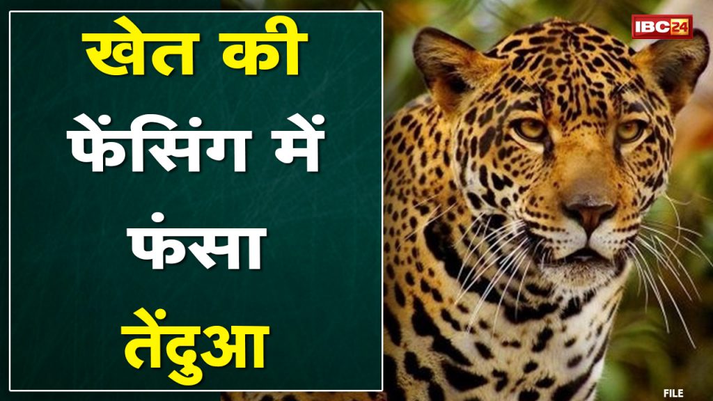 Hatta News : Leopard trapped in farm fencing | Incident of Gram Panchayat Shivpur