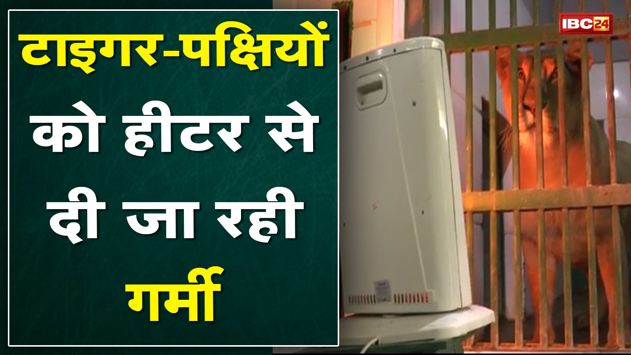 यहां Tiger और पक्षियों को हीटर जलाकर दी जा रही गर्मी | बाघ के डाइट में भी किया गया विशेष बदलाव