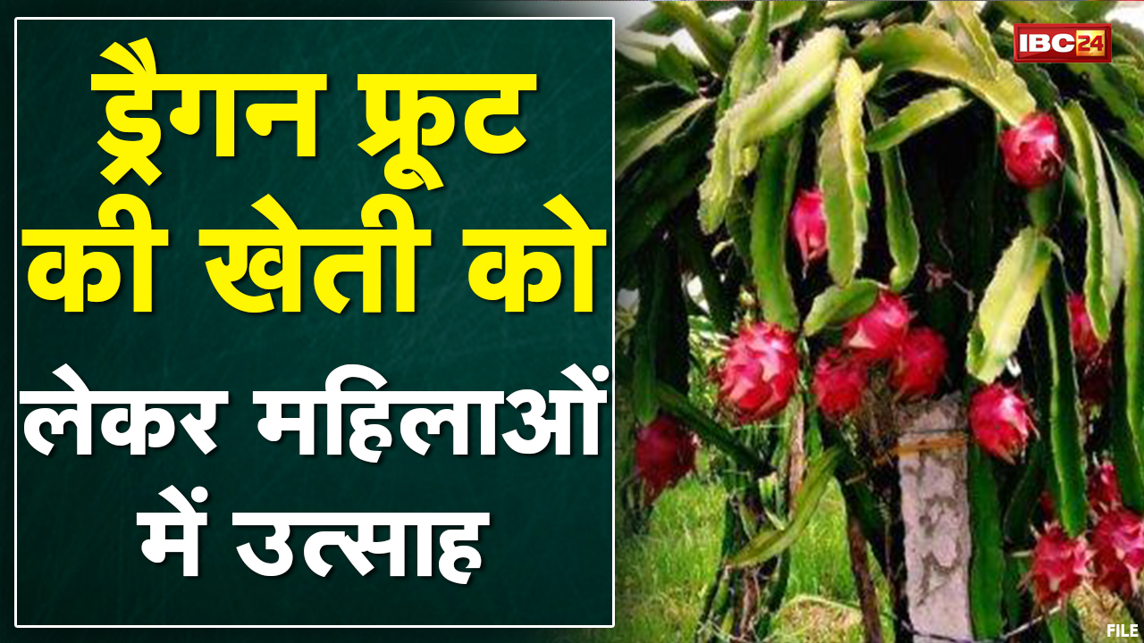 Balod में Dragon Fruit की खेती की शुरुआत | महिलाओं में दिख रहा खासा उत्साह | देखिए