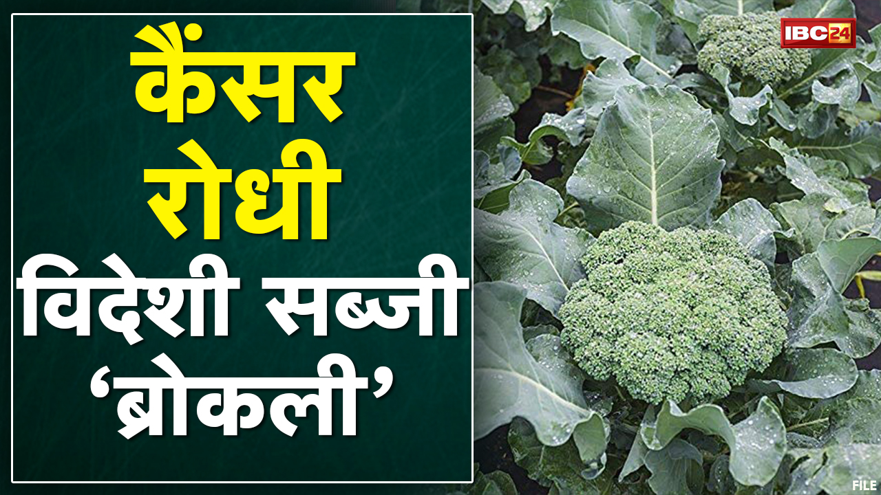 Chhattisgarh में कैंसर रोधी विदेशी सब्जी ‘ब्रोकली’ की खेती | पठारी इलाके ‘ब्रोकली’ के लिए अनुकूल
