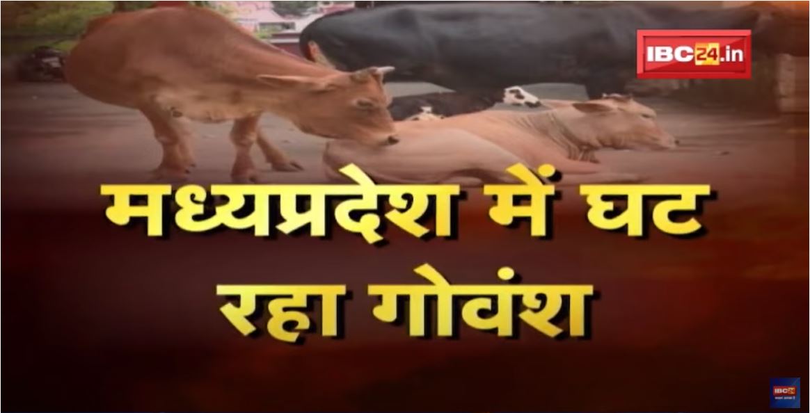 Madhya Pradesh में घट रहा गोवंश | 2012 से 2019 के बीच घटी गोवंश की संख्या | देखिए पूरी Report