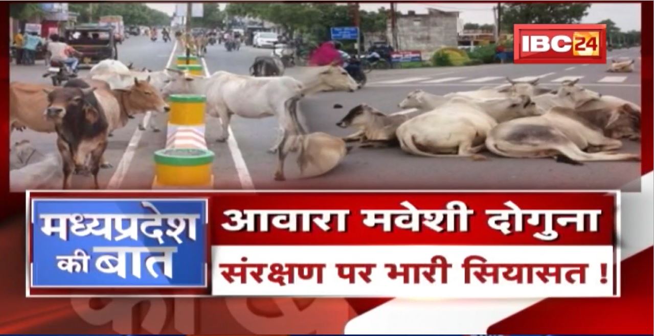 Madhya Pradesh में गाय पर फिर सियासत गर्म! दोगुना हो गया आवारा गौवंश! MP Politics | MP Ki Baat