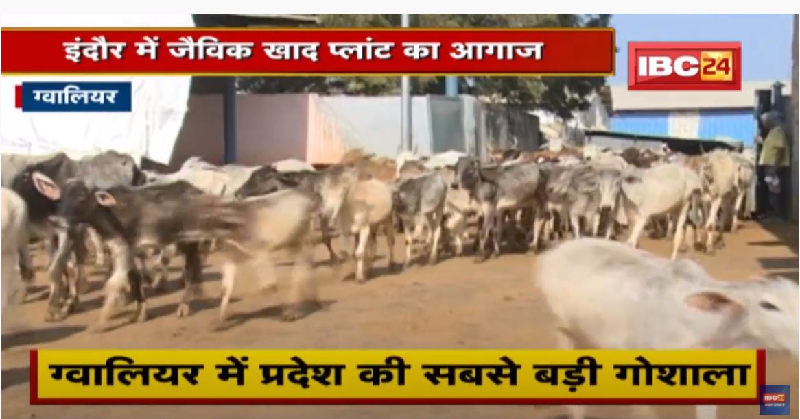 Gwalior में प्रदेश की सबसे बड़ी गोशाला | CNG Plant लगाने की तैयारी की जा रही है
