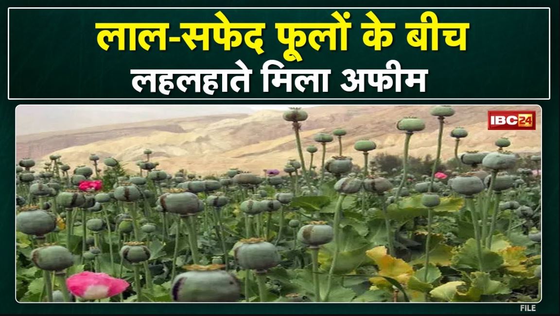 Morena में लाल-सफेद फूलों के बीच अफीम | पुलिस को बीहड़ों में सरसों के बीच लहलहाती मिली अफीम की खेती