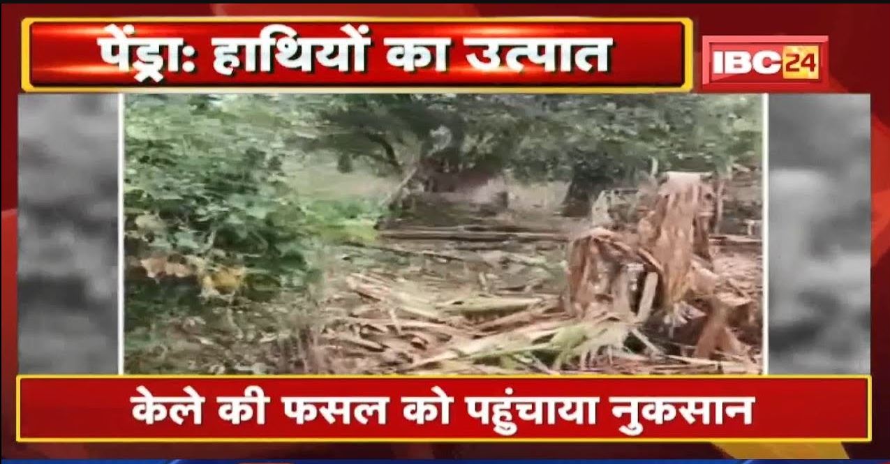 Pendra Elephant Attack : हाथियों के दल ने केले की फसल को पहुंचाया नुकसान | 2 घरों को भी तोड़ा