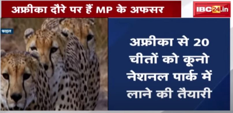 Madhya Pradesh में सुनाई देगी अफ्रीकन चीतों की गुर्राहट | कूनो पार्क में 20 चीते लाने का ये है प्लान