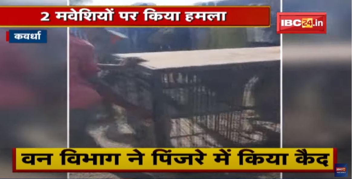 Kawardha : रिहायशी इलाके में घुसा लकड़बग्घा | 2 मवेशियों पर किया हमला | देखिए