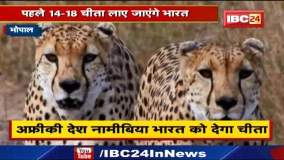Kuno Wildlife Sanctuary : भारत आएंगे 40 चीता | अफ्रीकी देश नामीबिया ने दी सैद्धांतिक सहमति