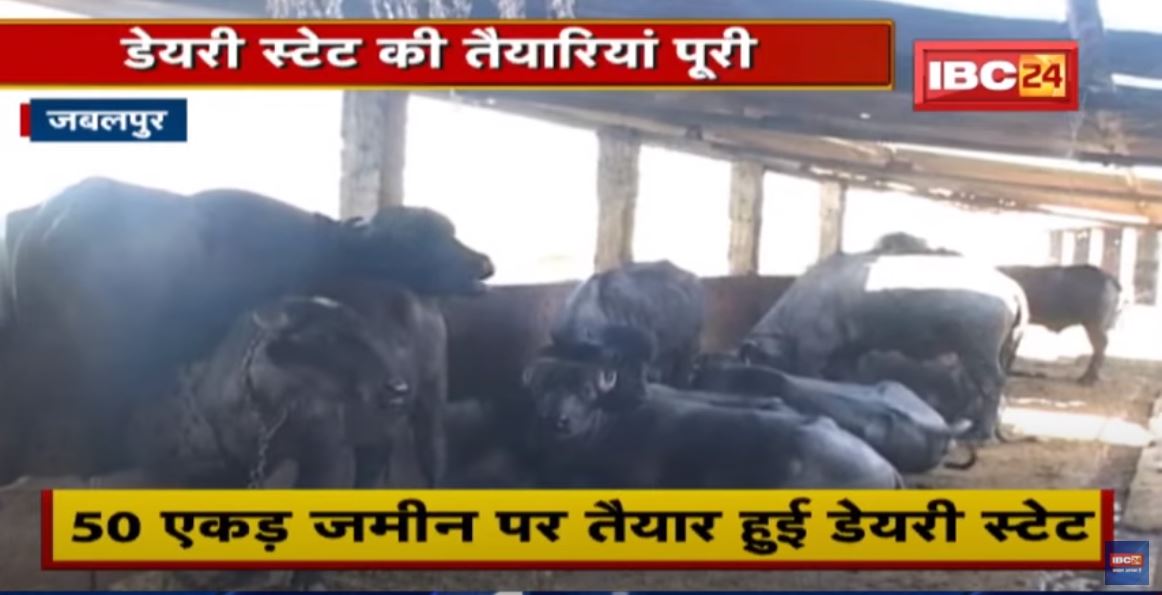 Jabalpur : डेयरी के अपशिष्ट पदार्थ का होगा उपयोग | संचालकों से मांगे जा रहे आवेदन