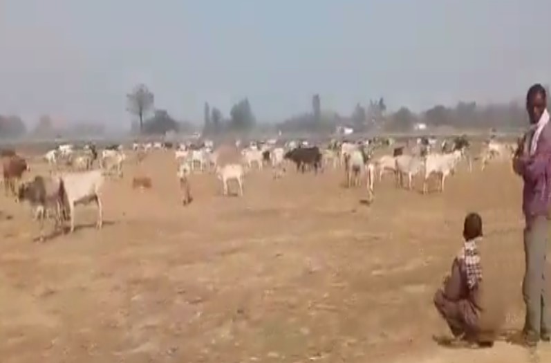 cattle in CM Yogi Adityanath's rally