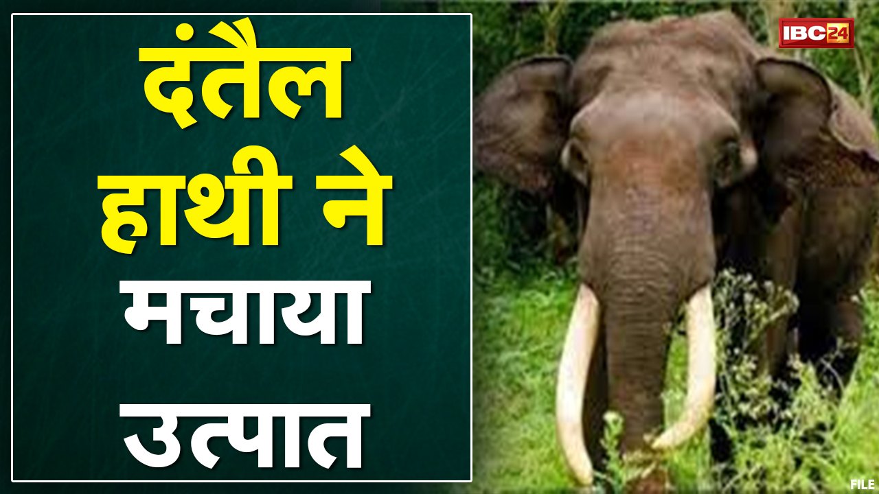 Pathalgaon Elephant Attack: दंतैल हाथी ने मचाया उत्पात | गांवों में 3 मकानों को तोड़ा,ग्रामीण परेशान