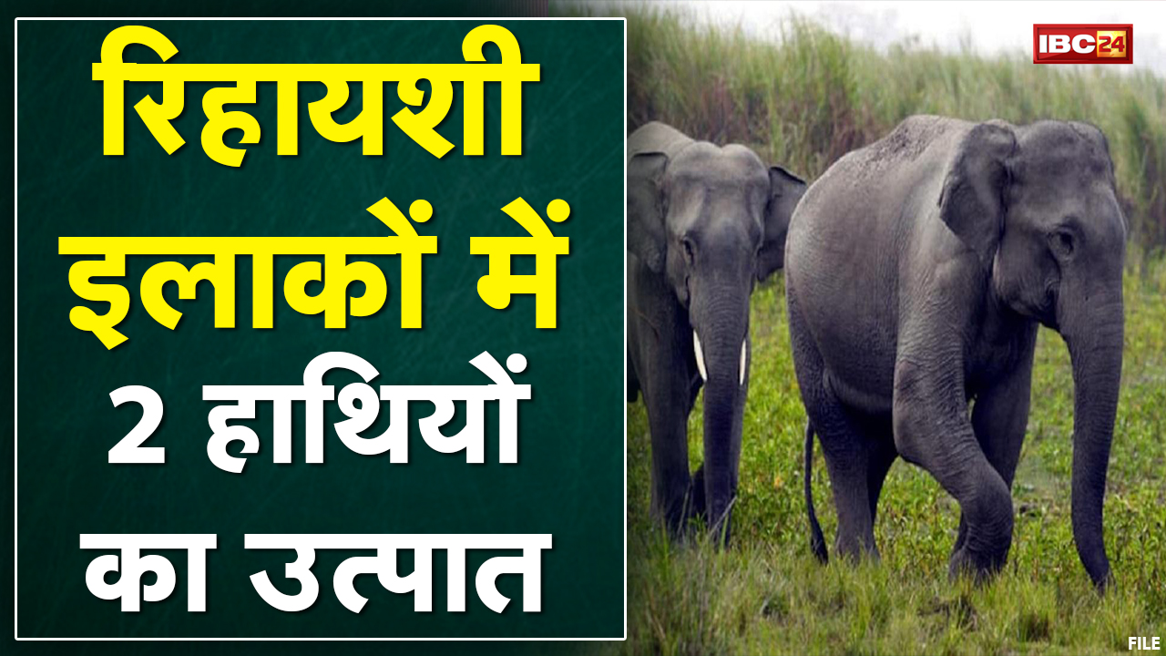 Ambikapur : 2 हाथियों के उत्पात से दहशत | Rescue की तैयारी में वन विभाग