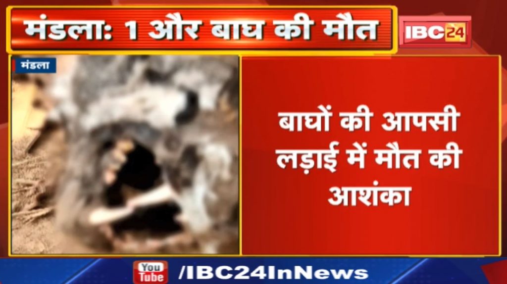Kanha National Park 1 more tiger died in Kanha-Kisli. 10 days old dead body