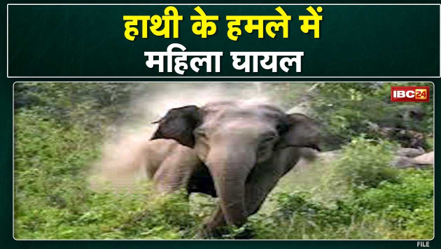 Manendragarh Elephant Attack, हाथी के हमले में महिला घायल, 2 मकान को भी तोड़ा, ग्रामीणों में दहशत