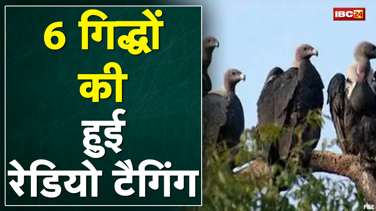 Panna Tiger Reserve ने हासिल की सफलता | गिद्धों की रेडियो टैगिंग सफल