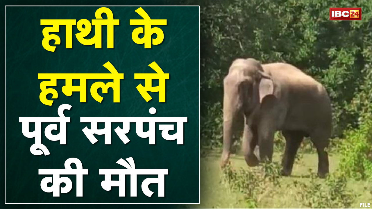 Elephant Attack News : पूर्व सरपंच को हाथी ने उतारा मौत के घाट | दूसरे व्यक्ति ने भागकर बचाई जान