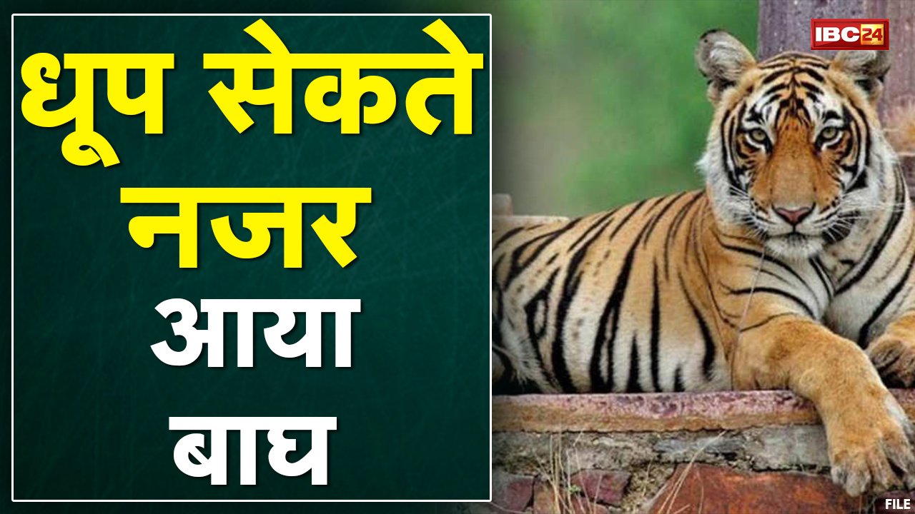 Panna News : कैमरे में कैद हुआ धूप सेकते वनराज। Social Media में Video हुआ Viral