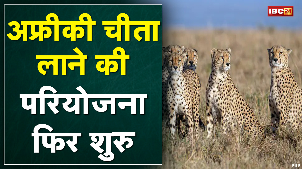 South Africa से चीता लाने की परियोजना पर फिर से काम शुरु | दक्षिण अफ्रीका जाएंगे अफसर