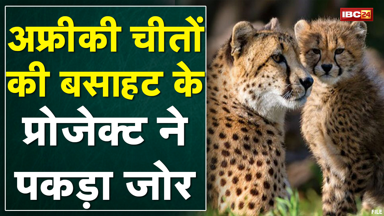 Kuno Palpur National Park : श्याेपुर के कूनो में चीतों के बाड़े से हटाए जाएंगे तेंदुए | जानिए क्याें