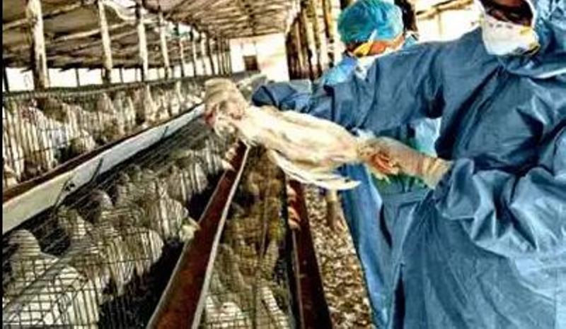 देश में बर्ड फ्लू की एंट्री, सैकड़ों मुर्गियों की मौत, 15 हजार से अधिक चूजों को किया खत्म
