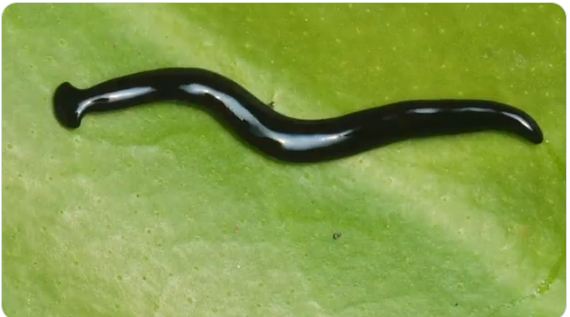 इस कीड़े की वजह से दुनिया भर में आ सकती है तबाही! वैज्ञानिकों ने दी खौफनाक चेतावनी, देखें Video