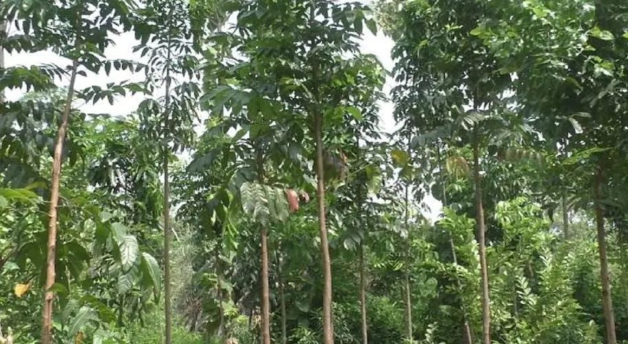 Mahogany Tree Farming: मात्र 120 पौधे लगाकर बन जाएंगे करोड़पति, जानें खेती से कैसे कमाएं लाभ