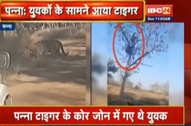 युवकों के सामने आया टाइगर, बाइक छोड़ पेड़ पर चढ़कर बचाई जान, वीडियो सोशल मीडिया में वायरल