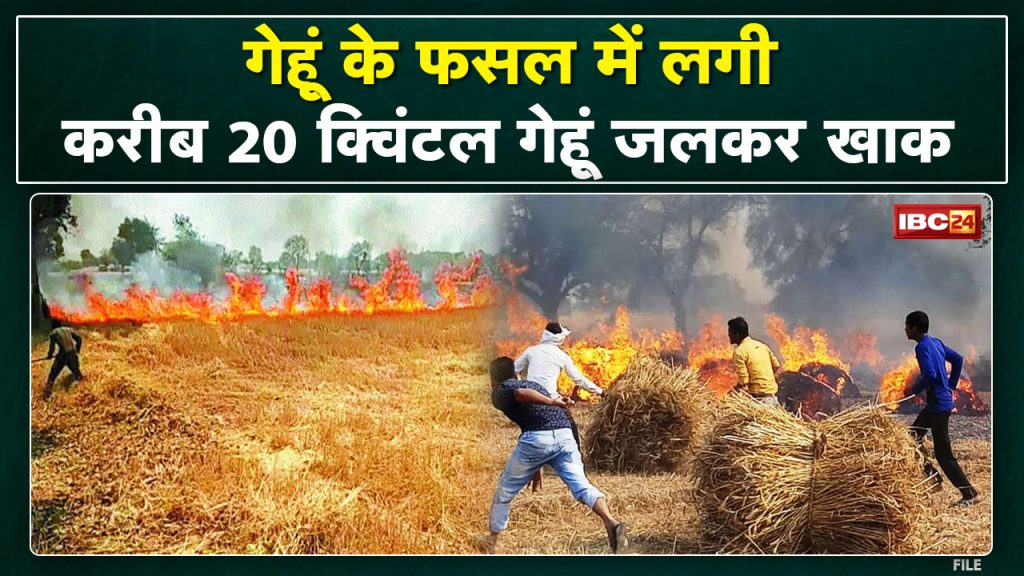 Khargone News : Fire in wheat field | About 20 quintals of crop burnt to ashes