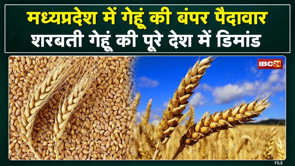Heavy Demand of Wheat of Madhya Pradesh | Big meeting with Exporters in Delhi on 24th March