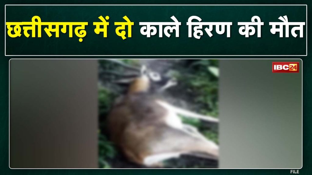 Black Buck Death: 2 blackbucks killed in Balodabazar, Chhattisgarh. Barnawapara Sanctuary case