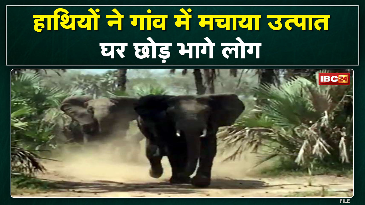 Pathalgaon Elephant Attack : हाथियों का उत्पात | घर छोड़कर भागे ग्रामीण
