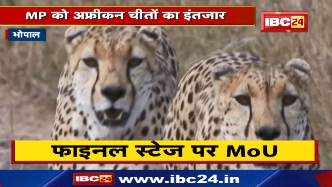 African Cheetah : मध्यप्रदेश में नामीबिया से आएंगे चीते | MOU के Proposal में बदलाव कर फिर भेजा