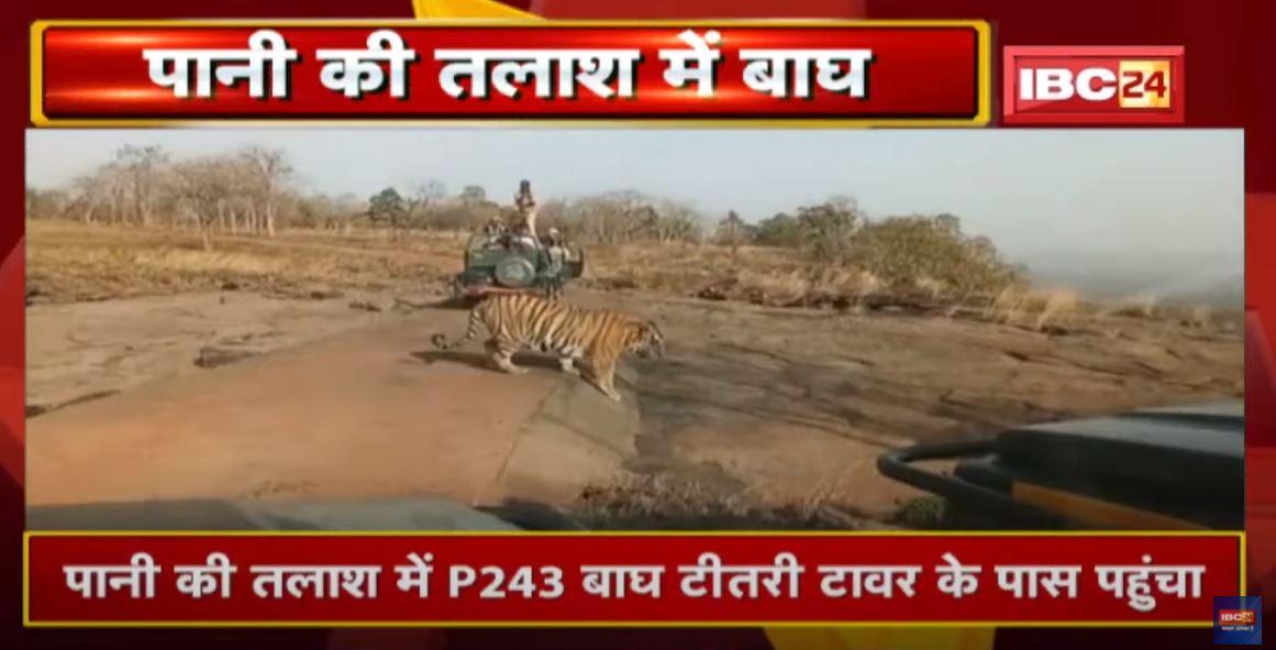 Panna Tiger Reserve में पानी की तलाश में दिखा बाघ (Tiger) | देखिए VIDEO