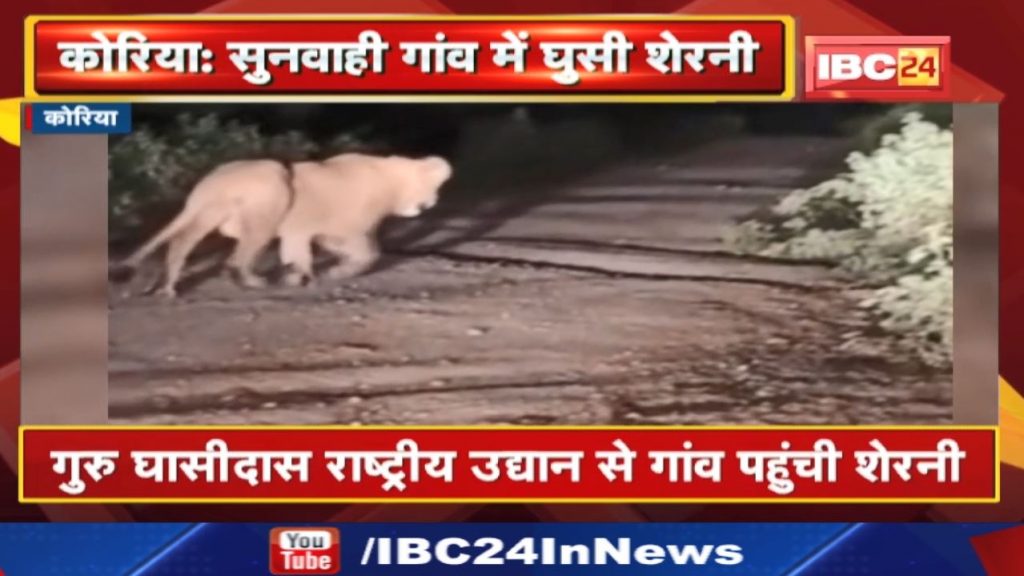 Guru Ghasidas National Park: A lioness entered the village. panic among villagers