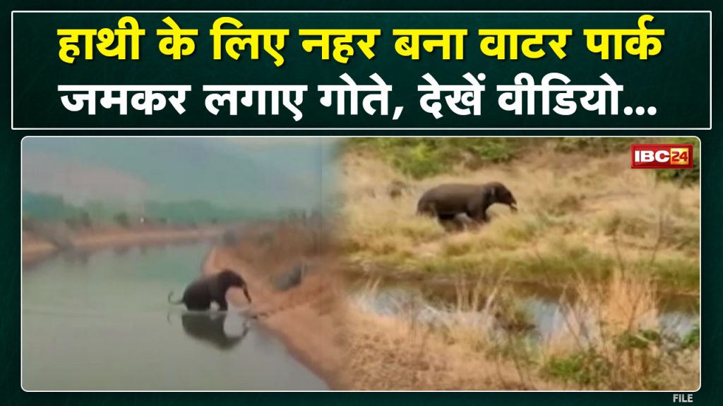 Janjgir Elephant News : The elephant reached the village and made the canal a water park. See how in the video...