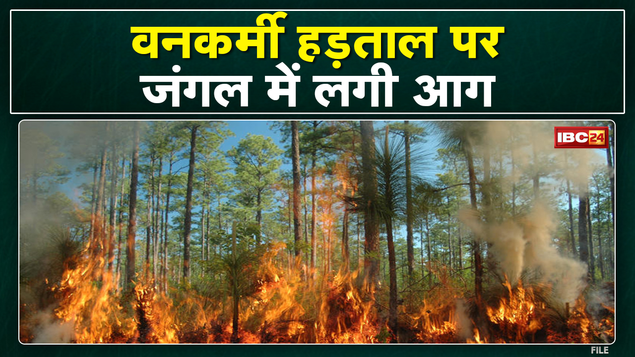 Pendra : जोगीसार के जंगल में कई जगहों पर लगी आग | पत्रकारों ने की आग पर काबू पाने की कोशिश