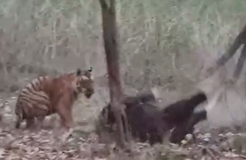 कान्हा नेशनल पार्क में दिखा रोमांचकारी नजारा, बाइसन का शिकार करते दिखा बाघ, वायरल हुआ वीडियो