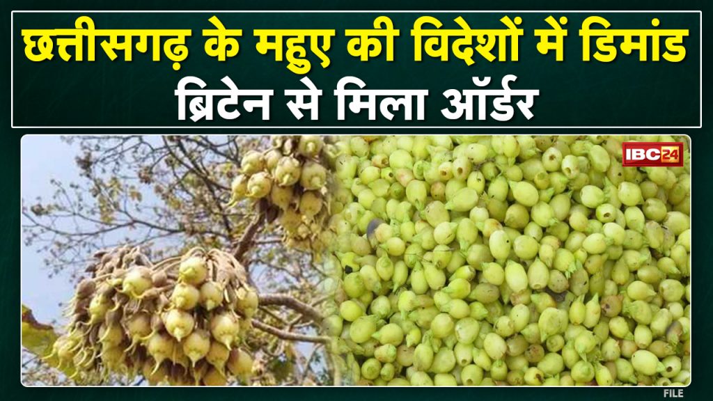 Demand for Mahua of Chhattisgarh. Increased demand at home and abroad. Mahua storage will be done with new technology