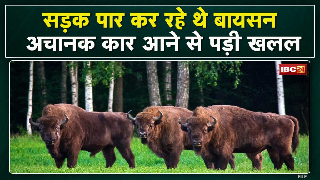 Bison was seen crossing the road in Achanakmar Tiger Reserve. WATCH VIDEO